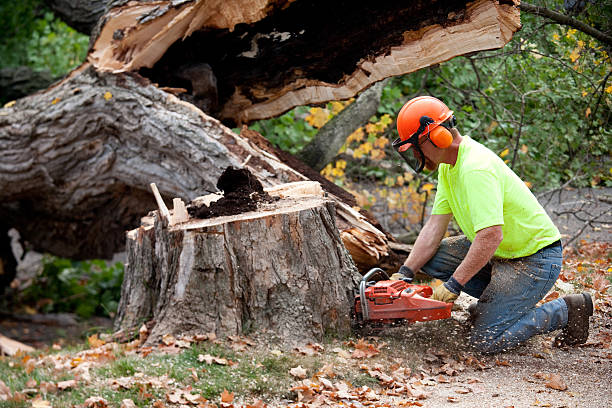 Best Professional Tree Care  in South River, NM